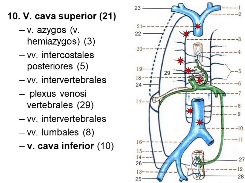 21 10. V. cava superior (21) v. azygos (v. hemiazygos) (3) vv. intercostales posteriores